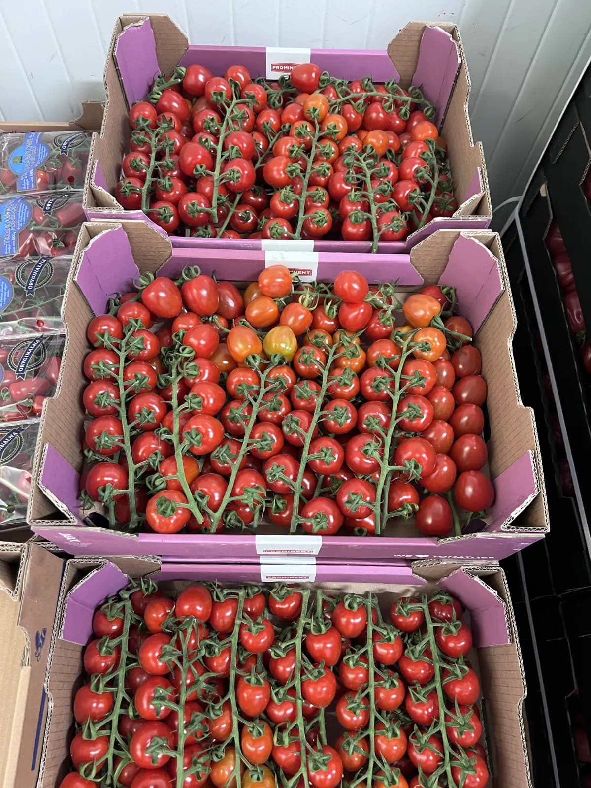 Pomidorki cherry na gałązkach w kartonach Prominent, świeża dostawa do magazynu