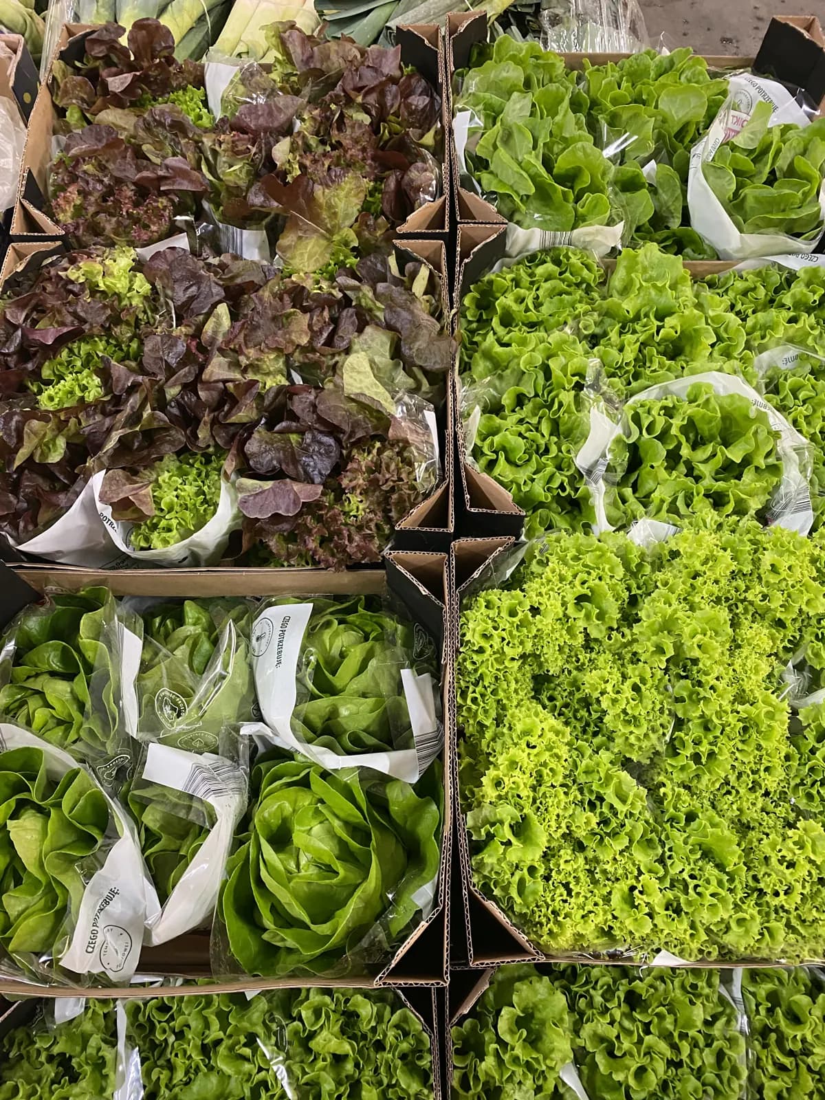 Skrzynki świeżych sałat: dębowa czerwona, masłowa i lollo bionda od polskich producentów