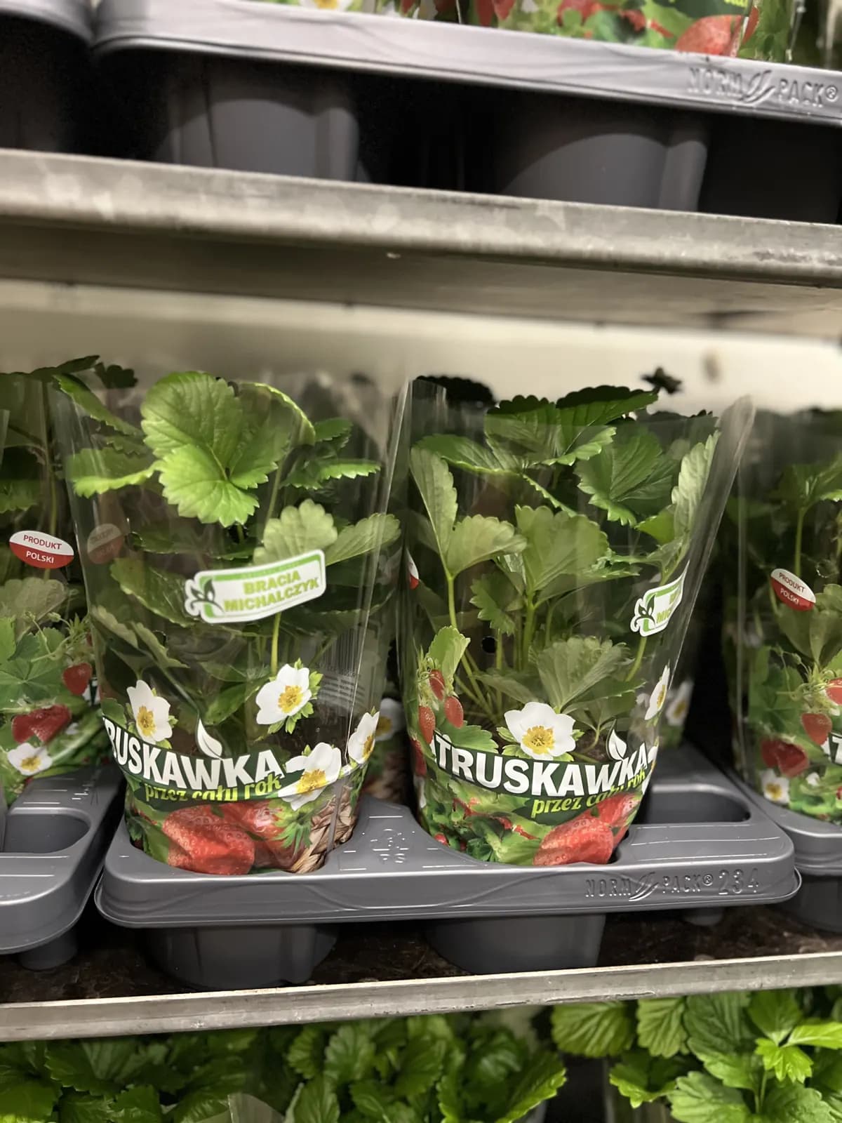 Kwitnąca truskawka doniczkowa Bracia Michalczyk w rękawie foliowym, produkt polski